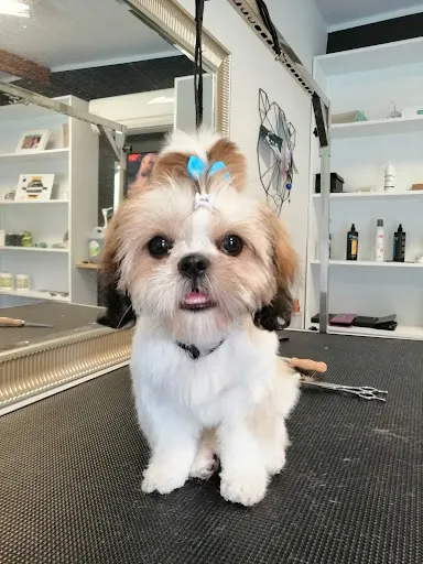 Salon groomerski "Pudelek"